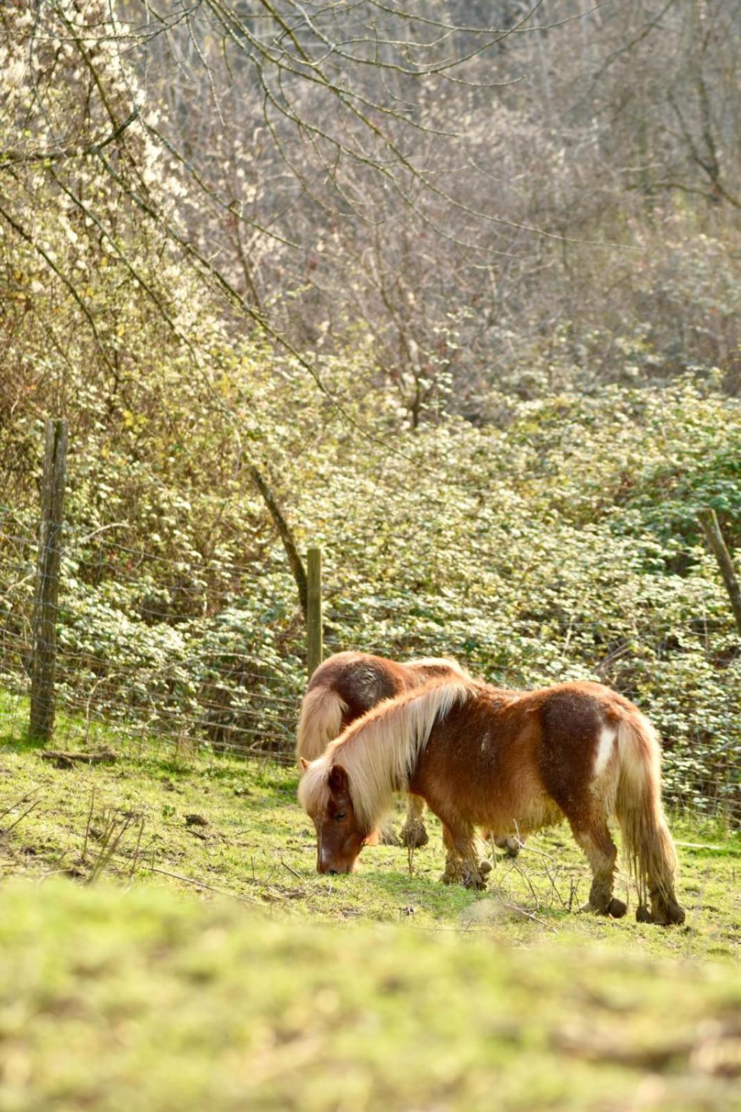Agriturismo Le Noci Tarzo Zewnętrze zdjęcie