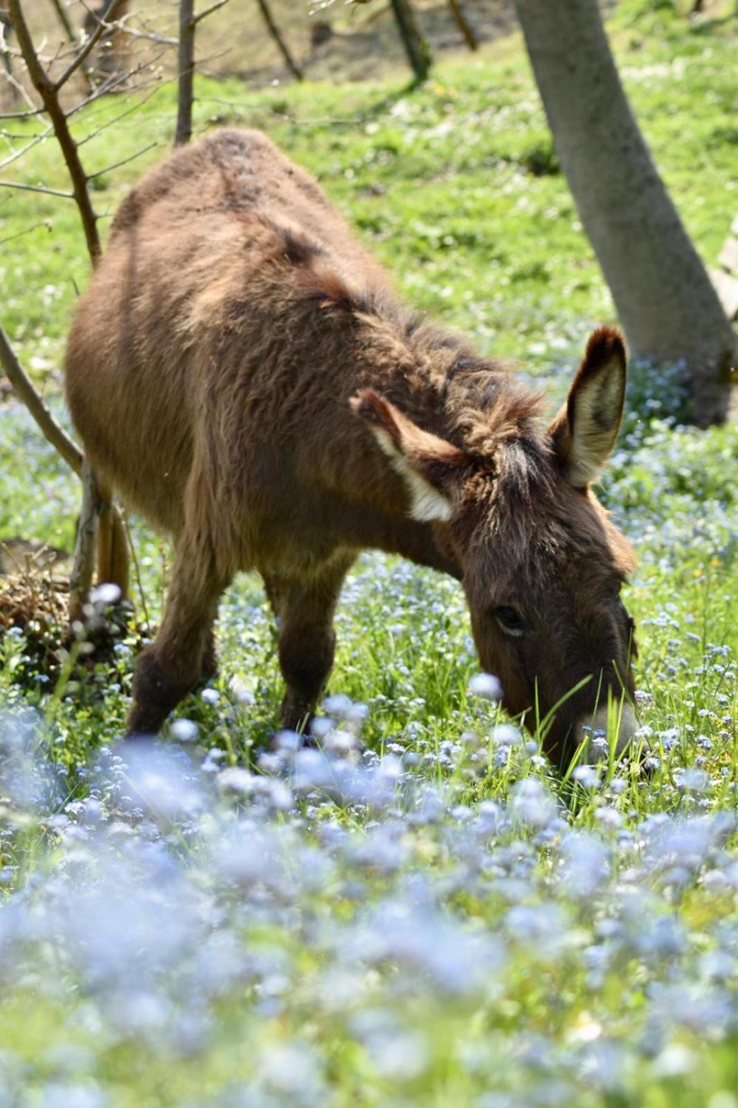Agriturismo Le Noci Tarzo Zewnętrze zdjęcie