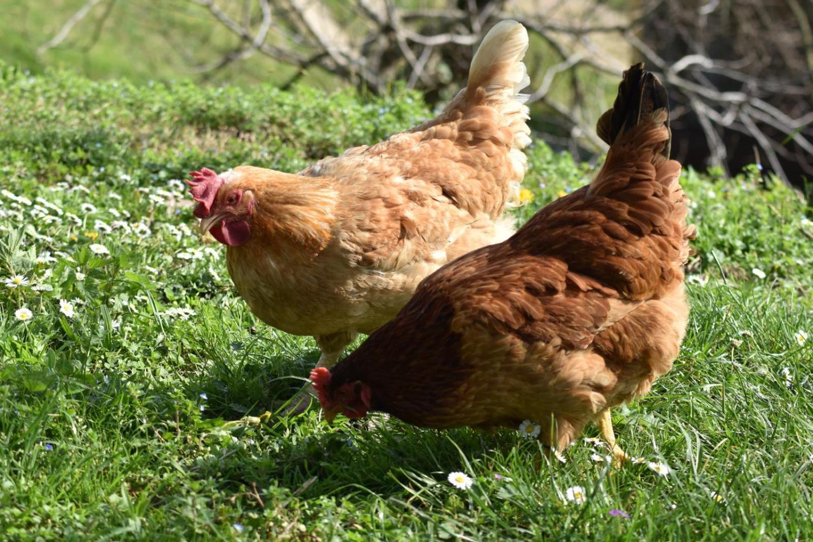 Agriturismo Le Noci Tarzo Zewnętrze zdjęcie