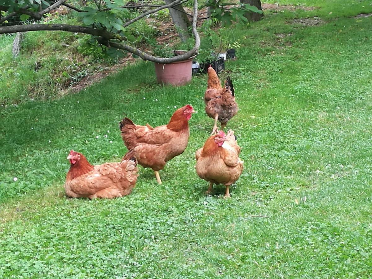 Agriturismo Le Noci Tarzo Zewnętrze zdjęcie